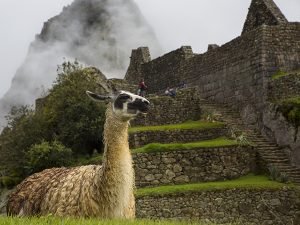 View of llama, Machu Picchu, Machupicchu District, Urubamba Province, Cusco Region, Peru