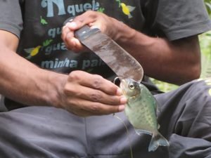 piranha