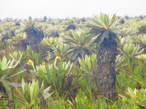 frailejon