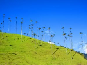 cocora