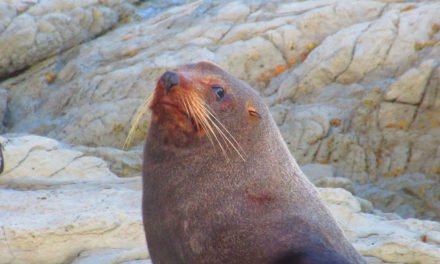 Gli animali a Keikoura