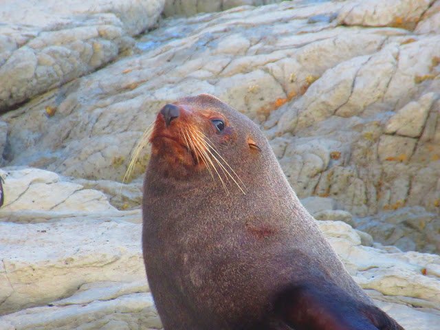 Gli animali a Keikoura