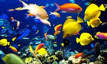 La grande barriera corallina australiana a Cairns