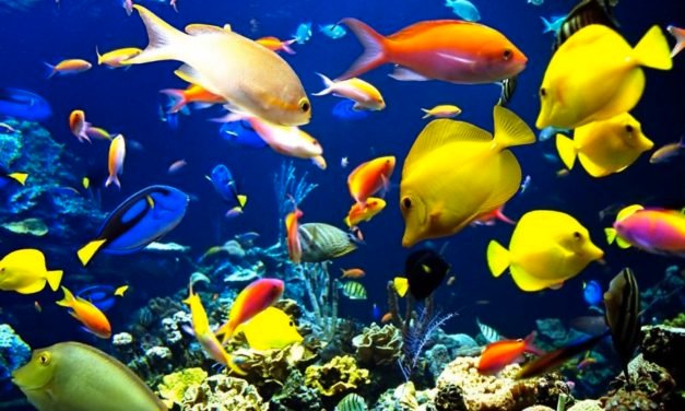 La grande barriera corallina australiana a Cairns