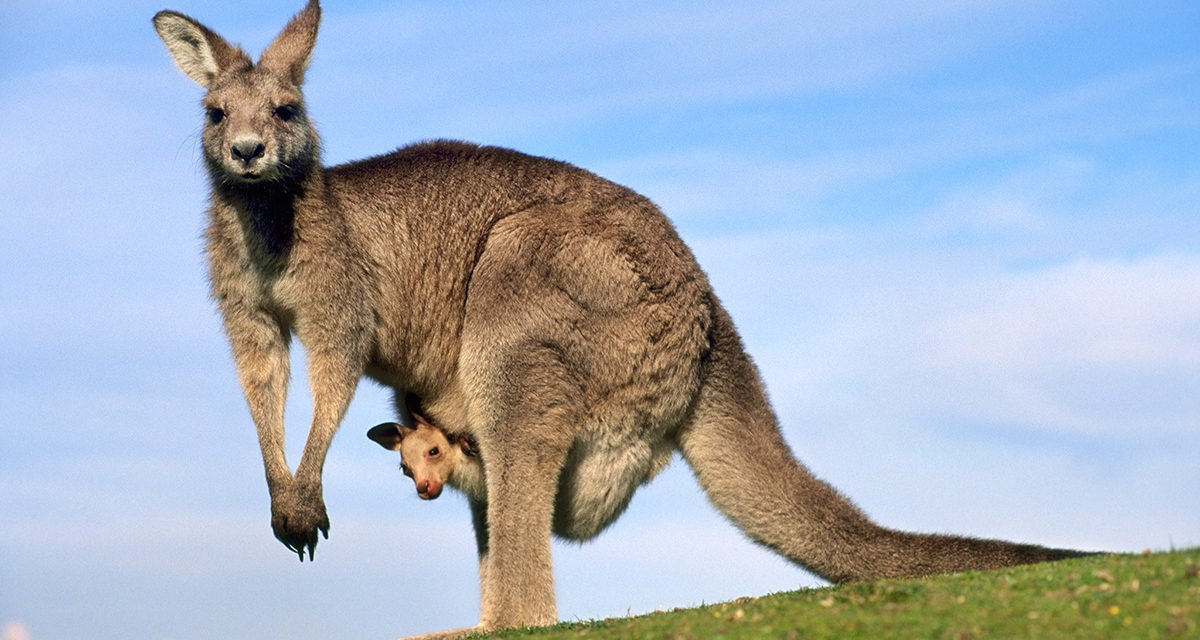 Dove vedere da vicino i canguri in Australia