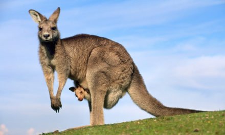 Dove vedere da vicino i canguri in Australia