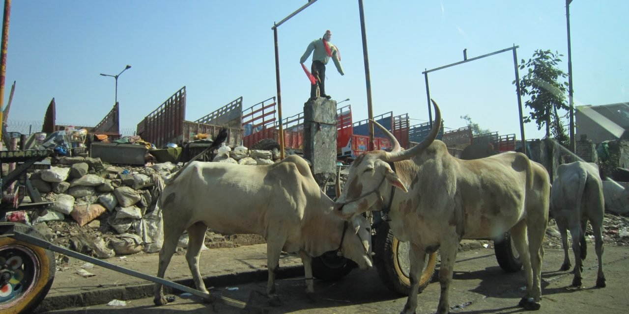 Le mucche sacre dell’India