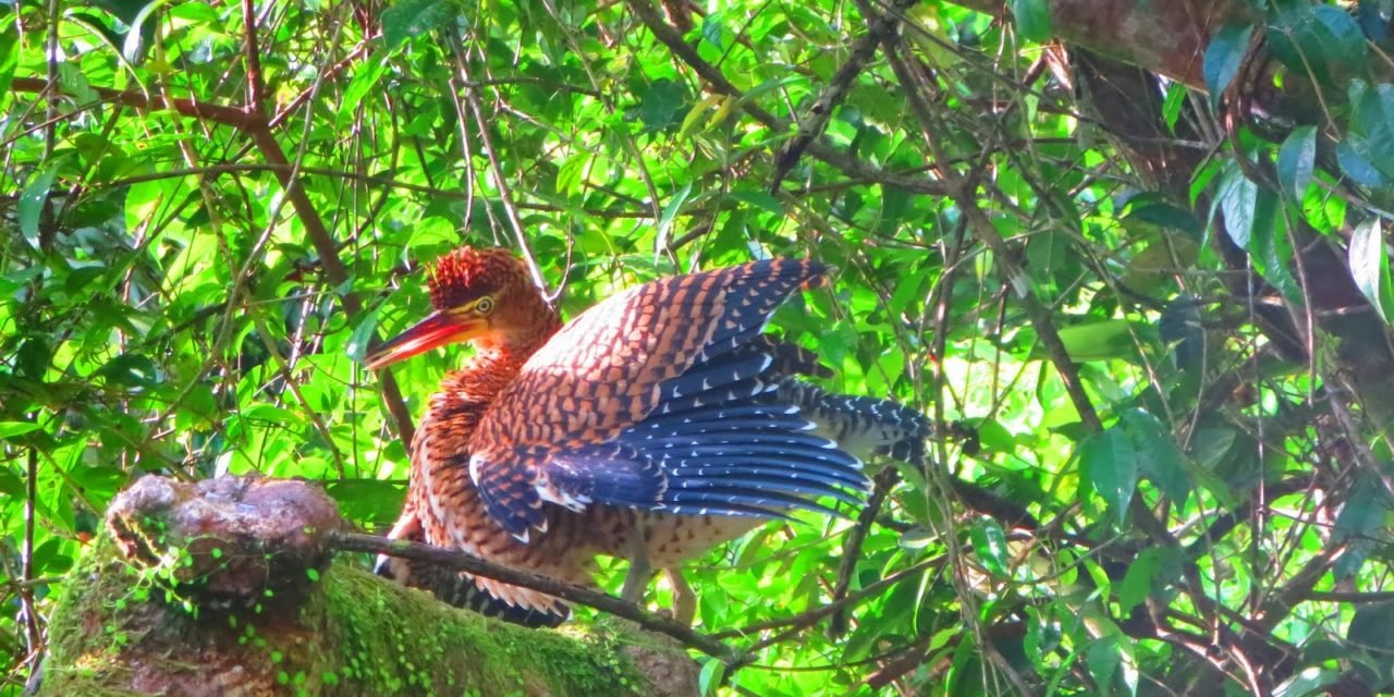 La natura pura a Tortoguero