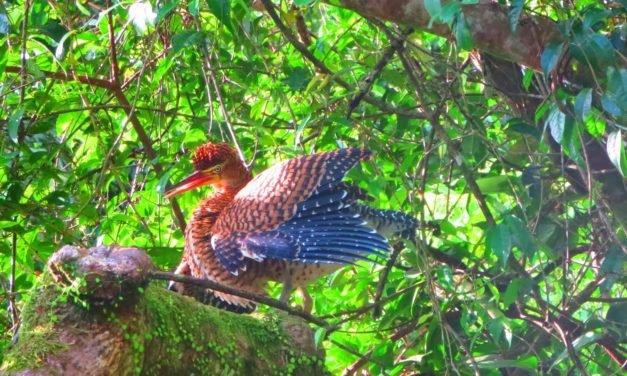 La natura pura a Tortoguero