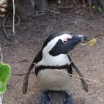 Pinguini del Sud Africa a Boulder Beach