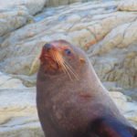 Gli animali a Keikoura