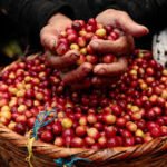 La terra del caffè colombiano