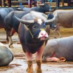 I riti funebri a Toraja nel Sulawesi