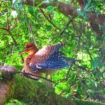 La natura pura a Tortoguero